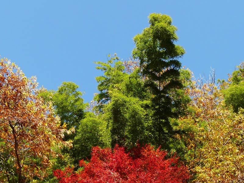 ゼミ合宿2010:紅葉