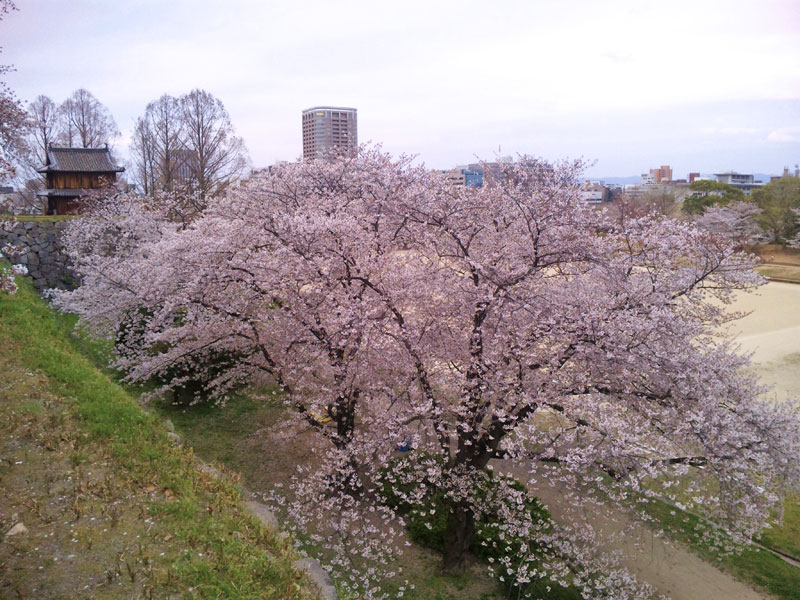 舞鶴公園の夕桜