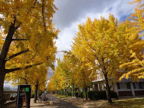 岡山大学キャンパスの秋