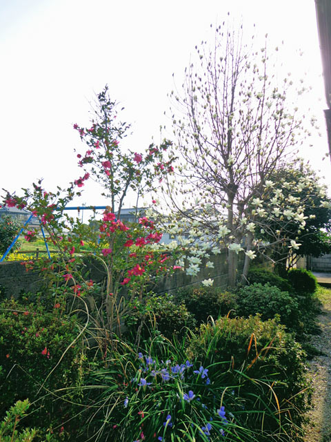 木蓮、山茶花など春の知らせ