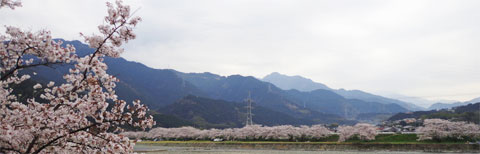 愛媛の桜