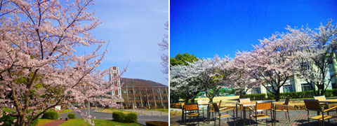 岡山大学の桜