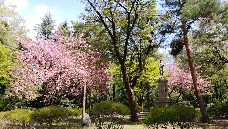 一橋大学の桜
