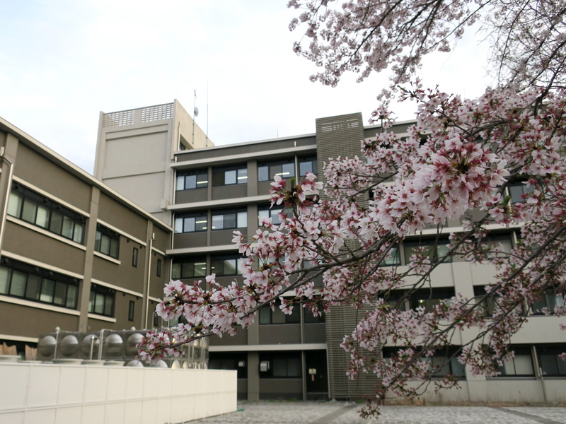 岡山大学の桜（2016年4月6日）