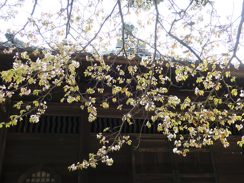 「曹源寺」の春